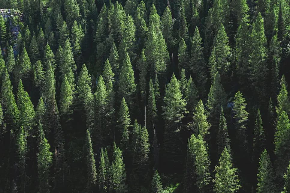 Sustainability