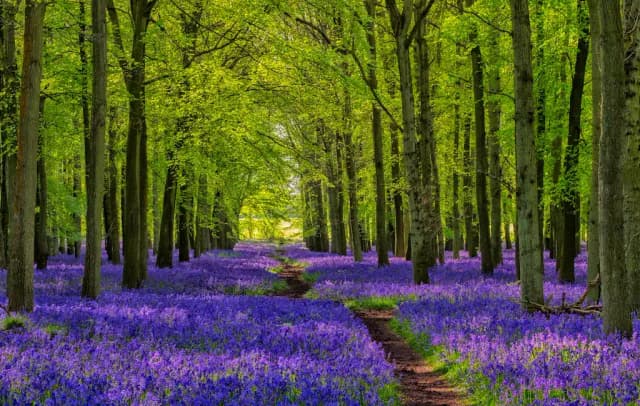 Skinny trees with bright green leaves surrounded by purple flowers with a dirt path cutting through the middle.